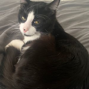 Meet your Posher, Junior